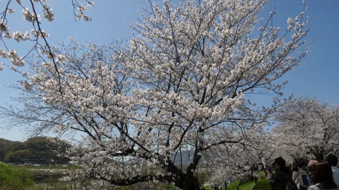 まち歩き 〈京都の桜)