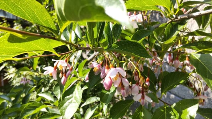 ピンクエゴノキ：桜に似た花を