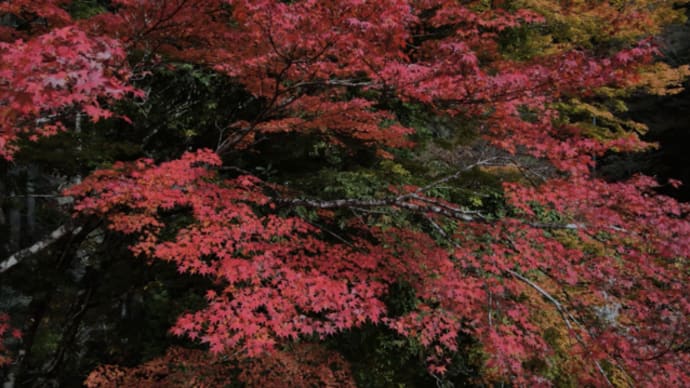 令和5年11月4日・切谷橋の紅葉