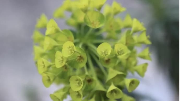 ユーフォルビア・カラキアス 多肉植物