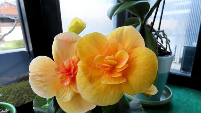 室内の花