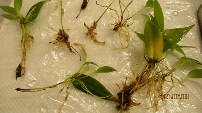 プレウロタリス パリオラタ エルムを植替え