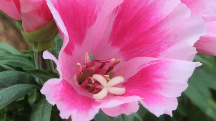 花壇のお花を撮る