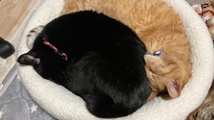 やっぱり愉快な黒猫さん