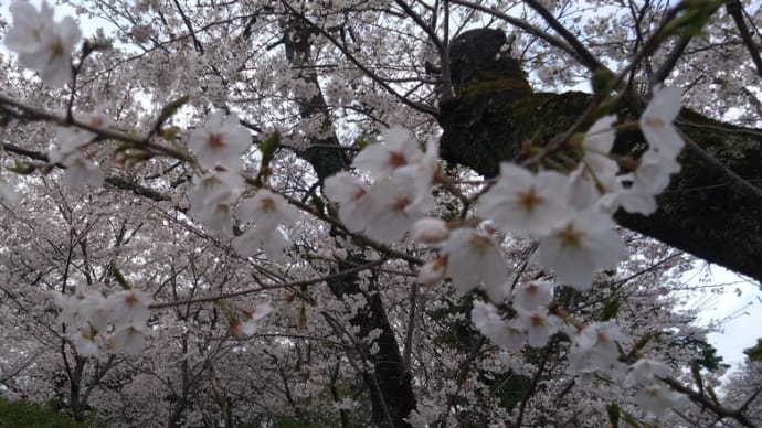 つつじ公園でお花見🌸