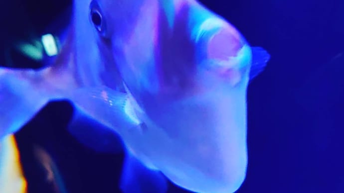 はじめまして!ウマヅラハギです