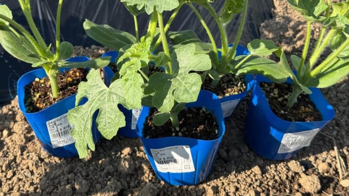 スイカ苗の植え付け