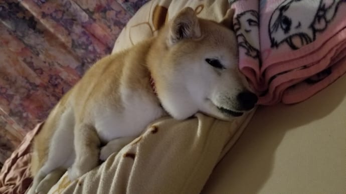 晴れたら主婦は忙しい
