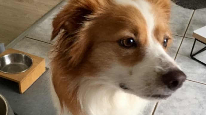 犬、かゆい耳を洗われる