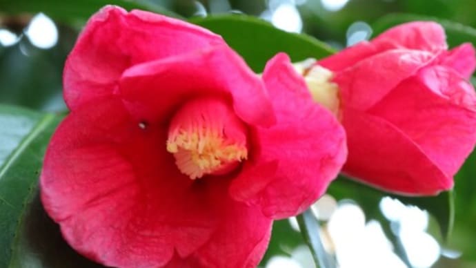 少し重たげな赤の一重の椿「一子侘助」(椿山茶花シリーズ 20-07)