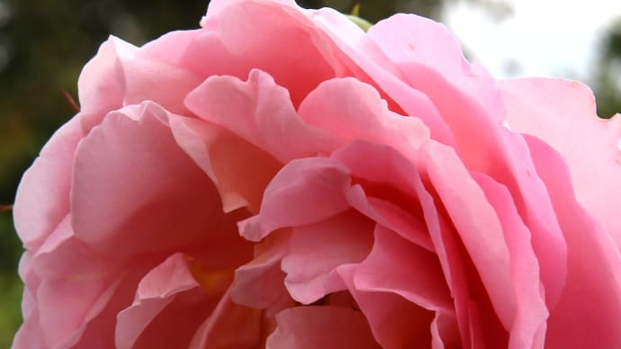 ロイズ本社の秋の薔薇7-2