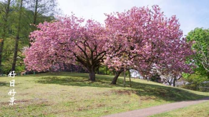 2本の八重桜