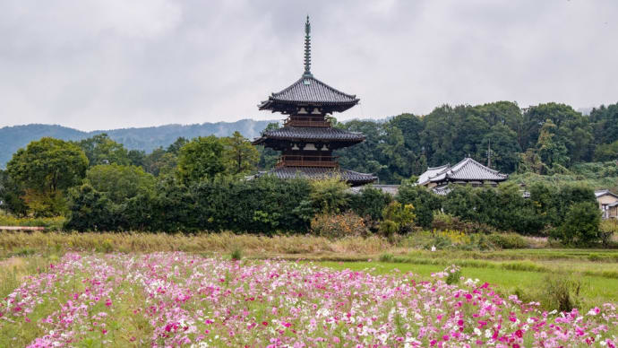 斑鳩の里巡り 法起寺のコスモス