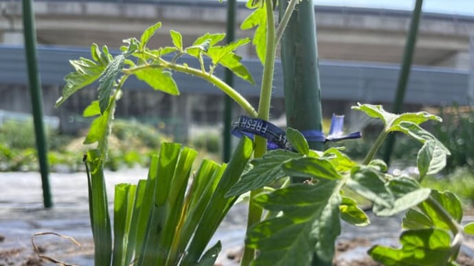 トマトの植え付け始めました。