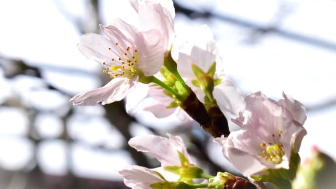 冬の桜。