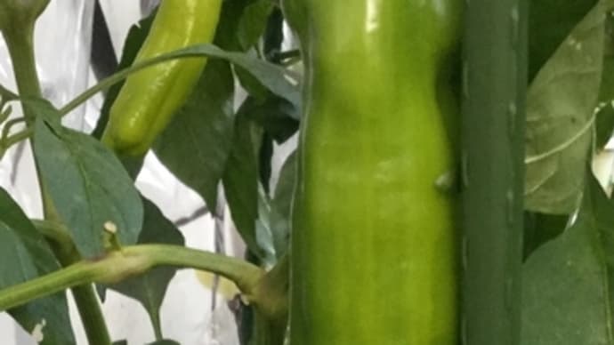 イタリアン野菜【#パレルモ】クサビ型カラーピーマン黄色㊗️露地栽培、極寒の四国で収穫