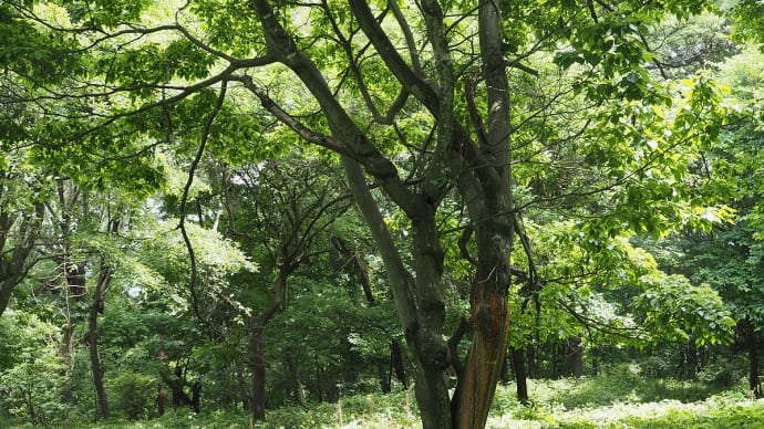 この20年間で翅を持つ昆虫が60%近く減少した。草刈りの天敵ムモンホソアシナガバチ。クジャクチョウ・ルリシジミ・オオミドリシジミ(妻女山里山通信)