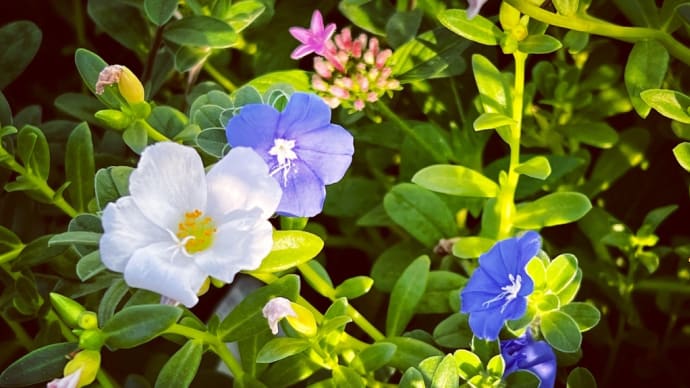 Enjoy Life in Peace 🌸☘️😊🎶