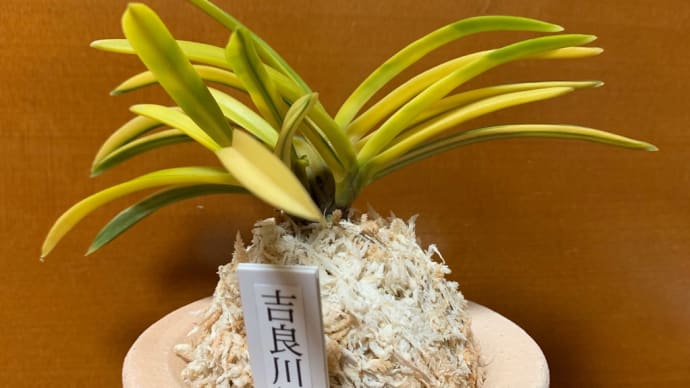 吉良川錦 A