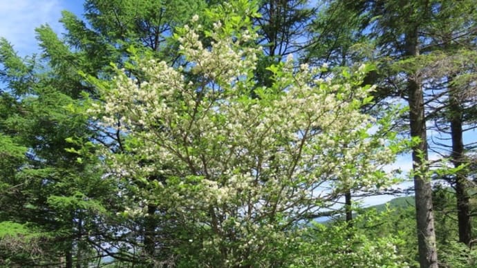 高ボッチ高原・鉢伏山の植物　サワフタギ（沢蓋木）