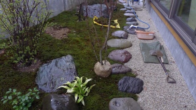 庭にモミジの木