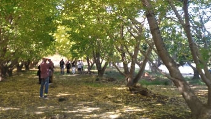 菊川市 平尾のイチョウ並木
