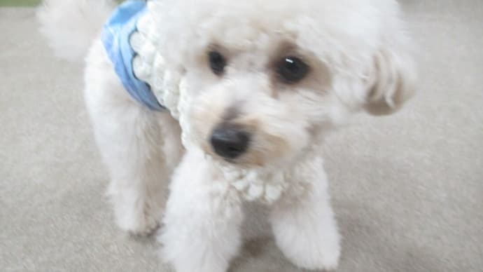 2023/04/15 犬の幼稚園BuddyDog