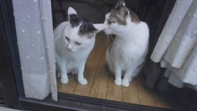 マロはか~さんか~さんとうるさく呼ぶ♪