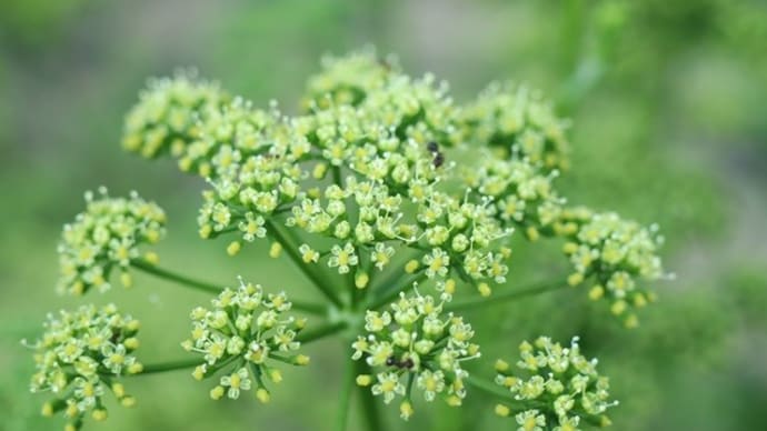 キアゲハの幼虫を待っているうちに、パセリの葉も花も枯れてしまいました。その後…///⁉
