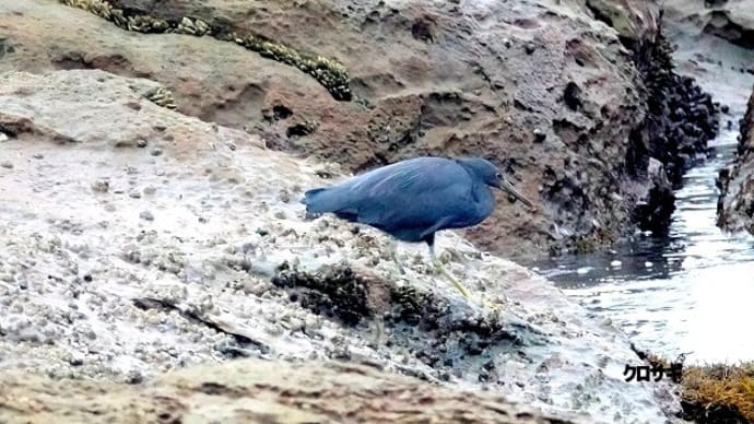 03/17探鳥記録写真:狩尾岬の鳥たち(クロサギ、イソシギ、イソヒヨドリ♂&♀、ウミウ、)