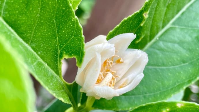 柑橘類の花 「仏手柑」
