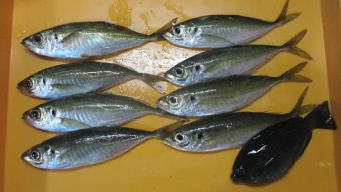 もう少し釣れるかと思ったけどサイズが良いから十分だ!