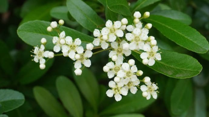 白い花~見っけ