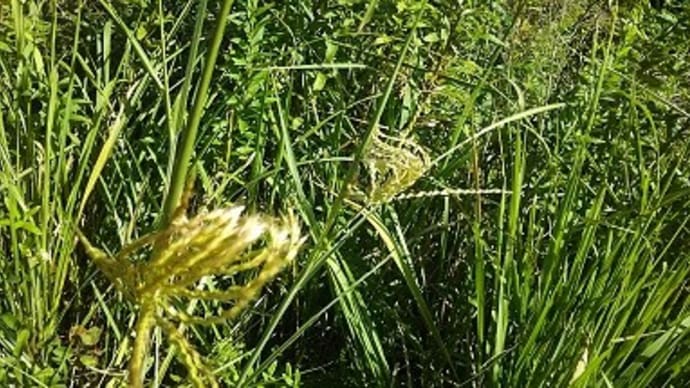 秋の風景 まだまだ出て来る芒の穂