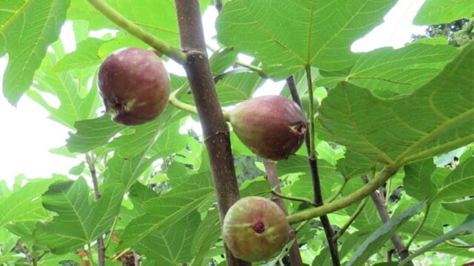 今年のイチジク「蓬莱柿」は意外に早い