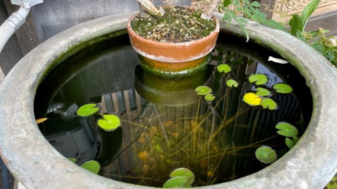 ハイポニカは今年で破棄します