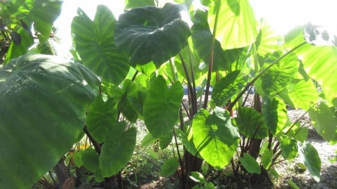 2022/09/30 野菜の生育状況