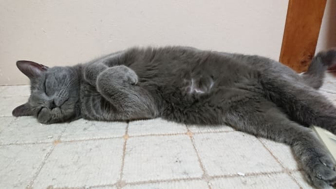 猫の気持ち