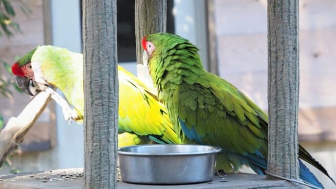 ラブラブカップルのヒワコンゴウインコ