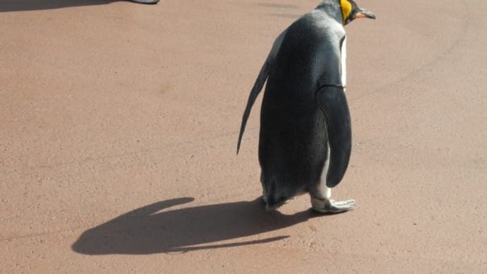 王様ペンギンのお散歩 2