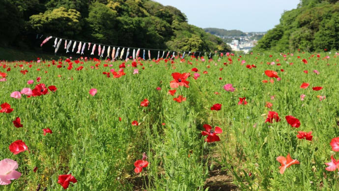 ネモフィラ 神奈川県横須賀市 くりはま花の国(5)