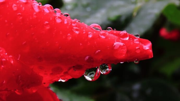 雨と雫と薔薇の花