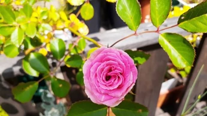 春爛漫🌺芍薬やバラ、ディモルフォセカなど去年5月の庭の花を振り返ってみたとですぅ