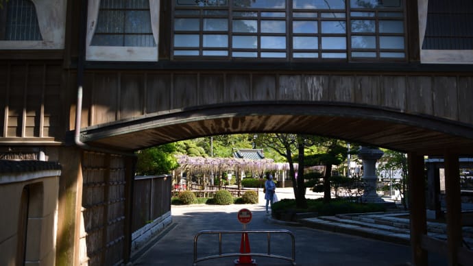 ◆フジを録しに妙福寺(銚子市)