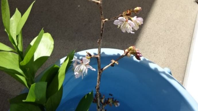 やまがさんちに桜が咲いた