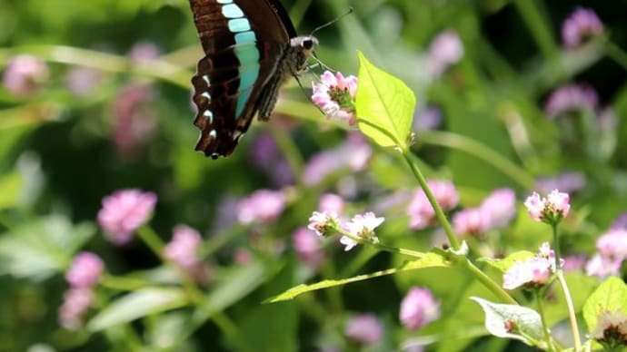 ピンク色のミゾソバの花の中、アオスジアゲハの色が綺麗でした