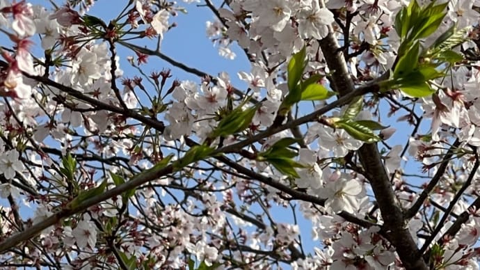🌸🌸🌸明日から新生活ですね!🌸🌸🌸