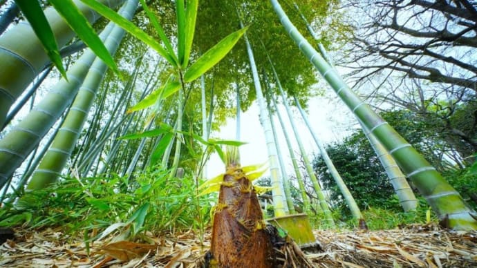 タケノコとヤマブキの花(板橋区立赤塚植物園 2024.4.6撮影)