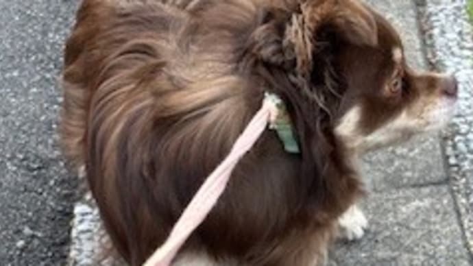 ルーモス 拒否犬