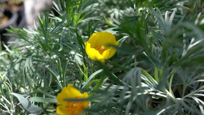 庭の花々